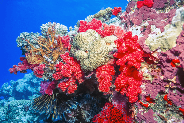 Vanua Levu rainbow reef Fiji